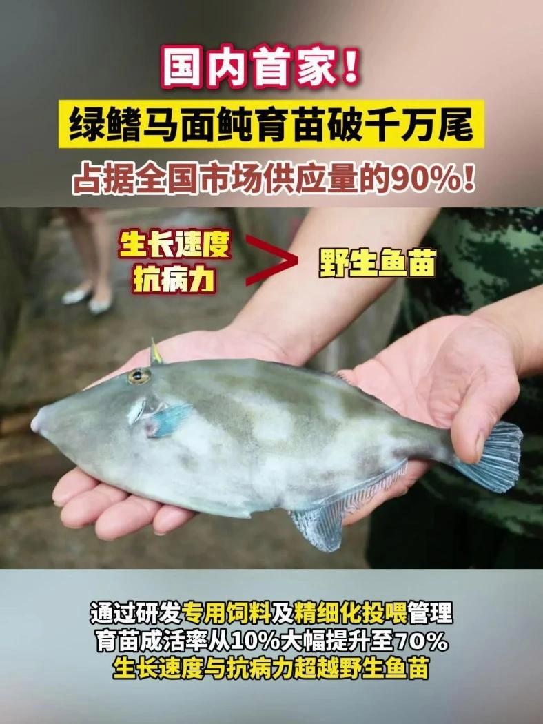 国内首家！银泽生物 绿鳍马面鲀单批次育苗破千万尾，占据全国市场供应量的90%！今年计划进行
