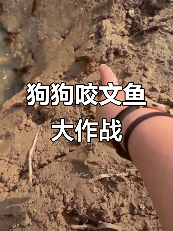 小狗挑战文鱼,跑跳不停笑翻全场
