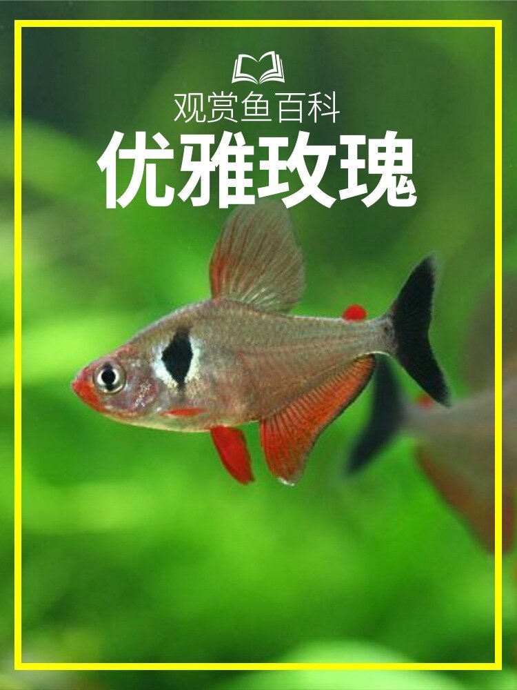 白嫖的观赏鱼百科系列——玫瑰扯旗