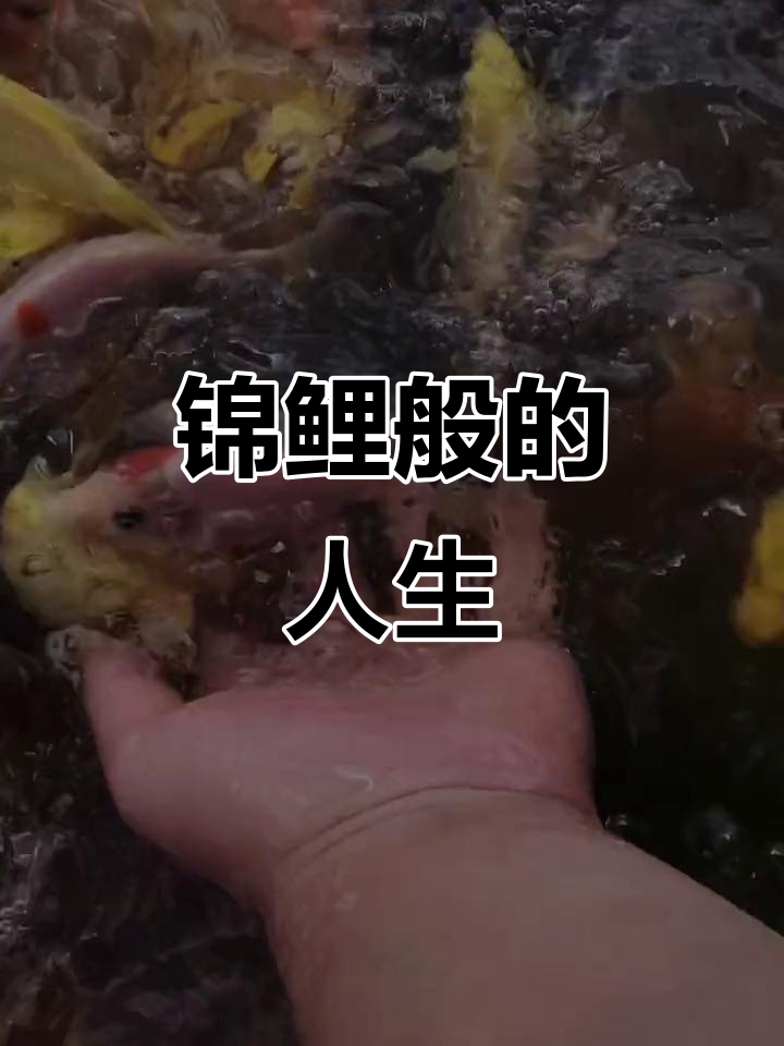 人生如锦鲤,唯美句子分享