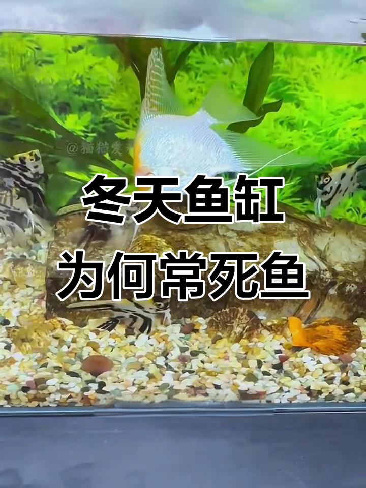 冬季鱼缸死鱼的四大原因,如何避免悲剧发生
