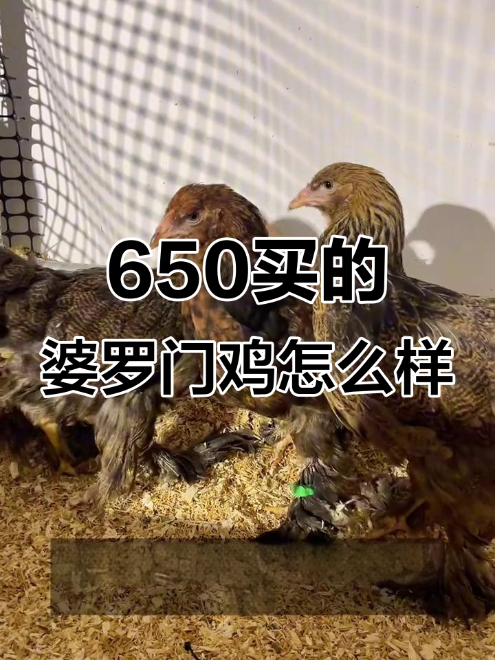 650元买三只婆罗门鸡,值不值?大红袍黑底小鸡成长记