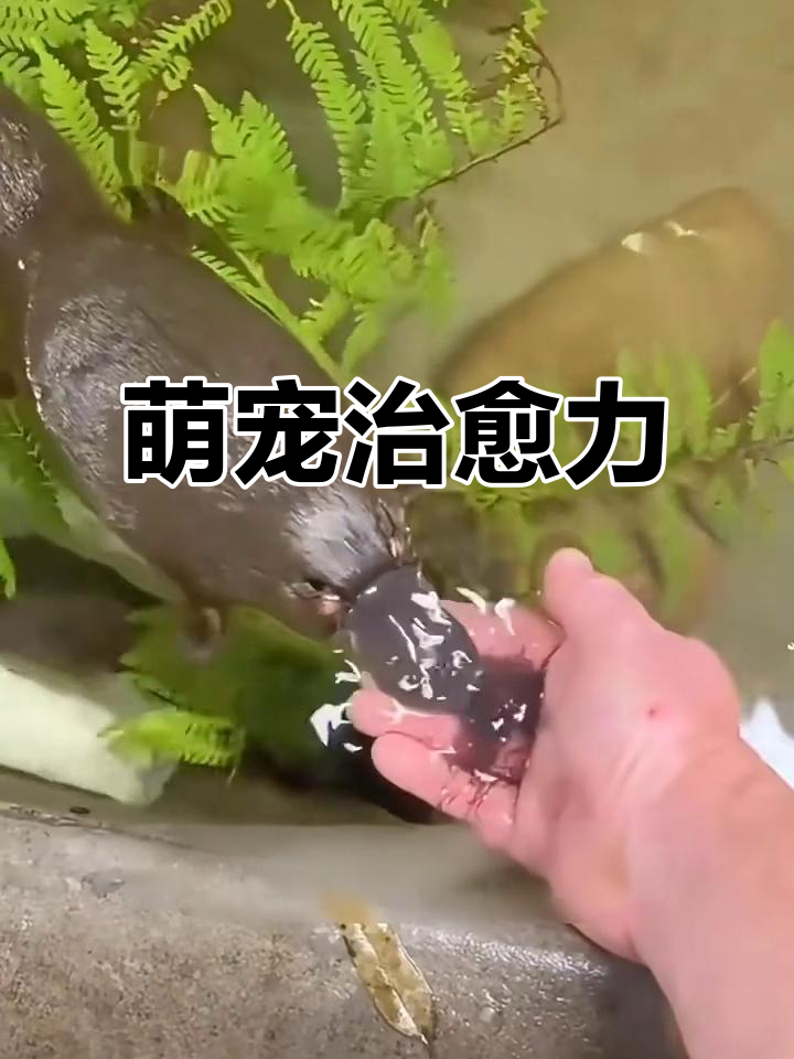 鸭嘴兽萌宠治愈全球，谁能抵挡它的可爱？
