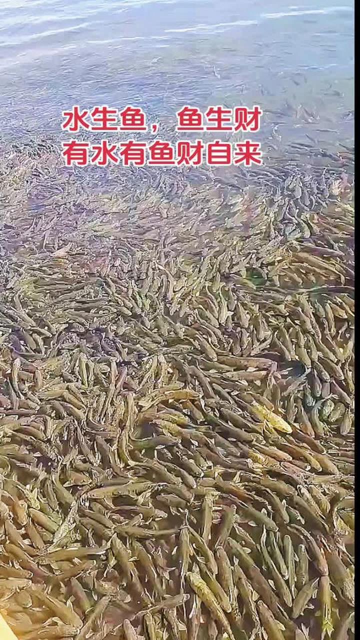 水生鱼，鱼生财，有水有鱼财自来