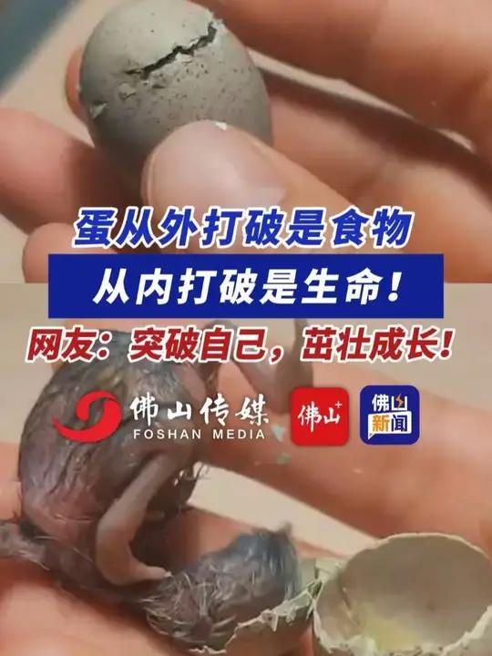 蛋从外打破是食物,从内打破是生命!网友:突破自己,茁壮成长!(编辑:王慧君;责编:梁莹;素