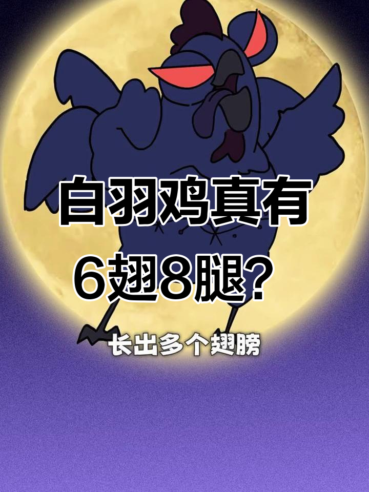 肯德基麦当劳的鸡，真的是激素怪鸡吗？揭秘白羽鸡养殖真相