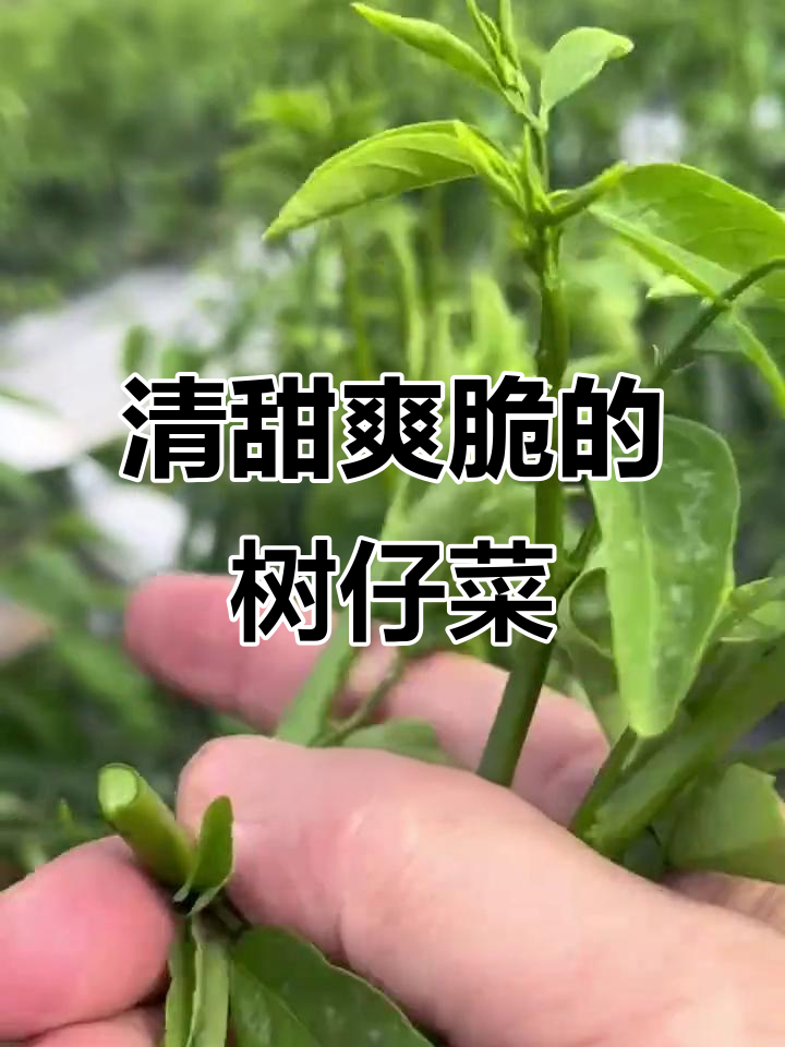 树仔菜:南方常见的美味野菜,一次种植多年采摘