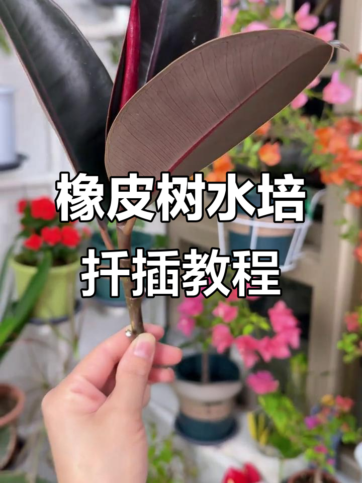 橡皮树冬季扦插技巧,成活率几乎100%