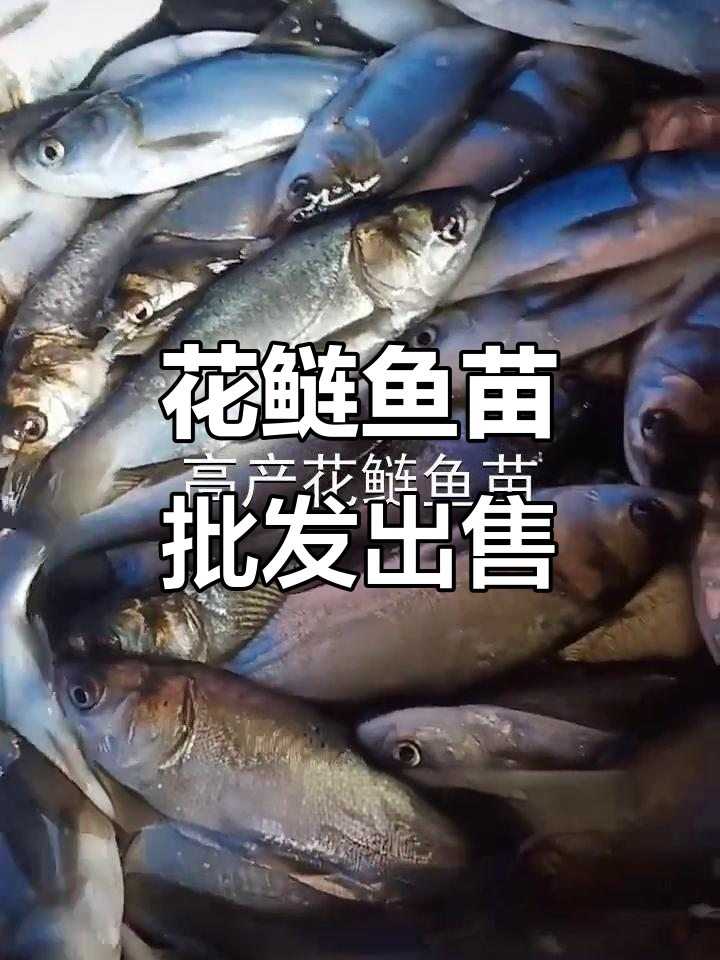 优质花鲢鱼苗批发,送货上门服务