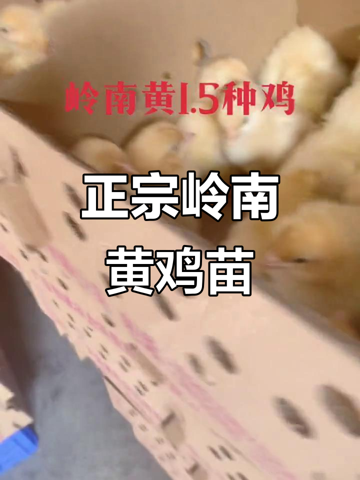 2021年正宗农科院岭南黄鸡苗，生态散养土鸡供应