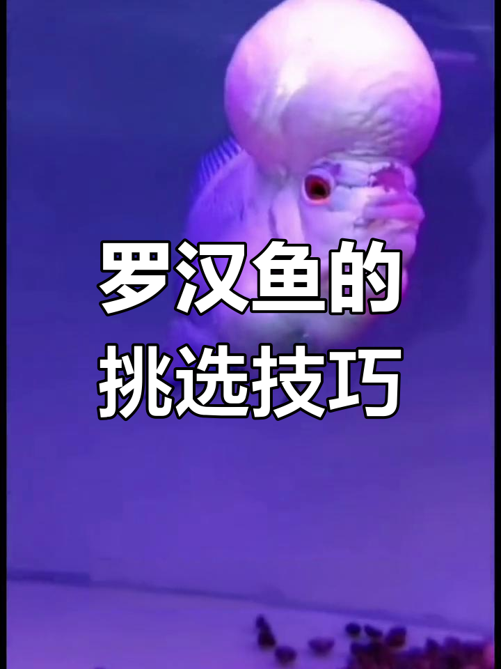 如何挑选罗汉鱼?珍珠系与金花系的全方位解析