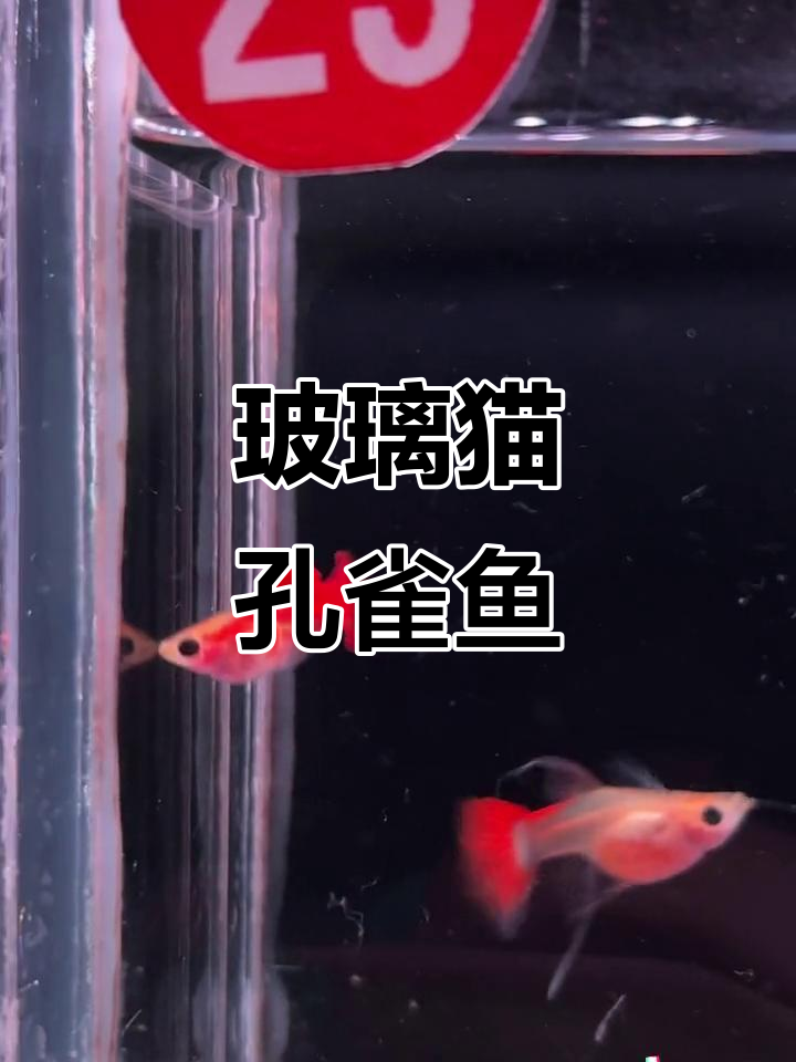玻璃猫系列孔雀鱼,爱心满满超可爱
