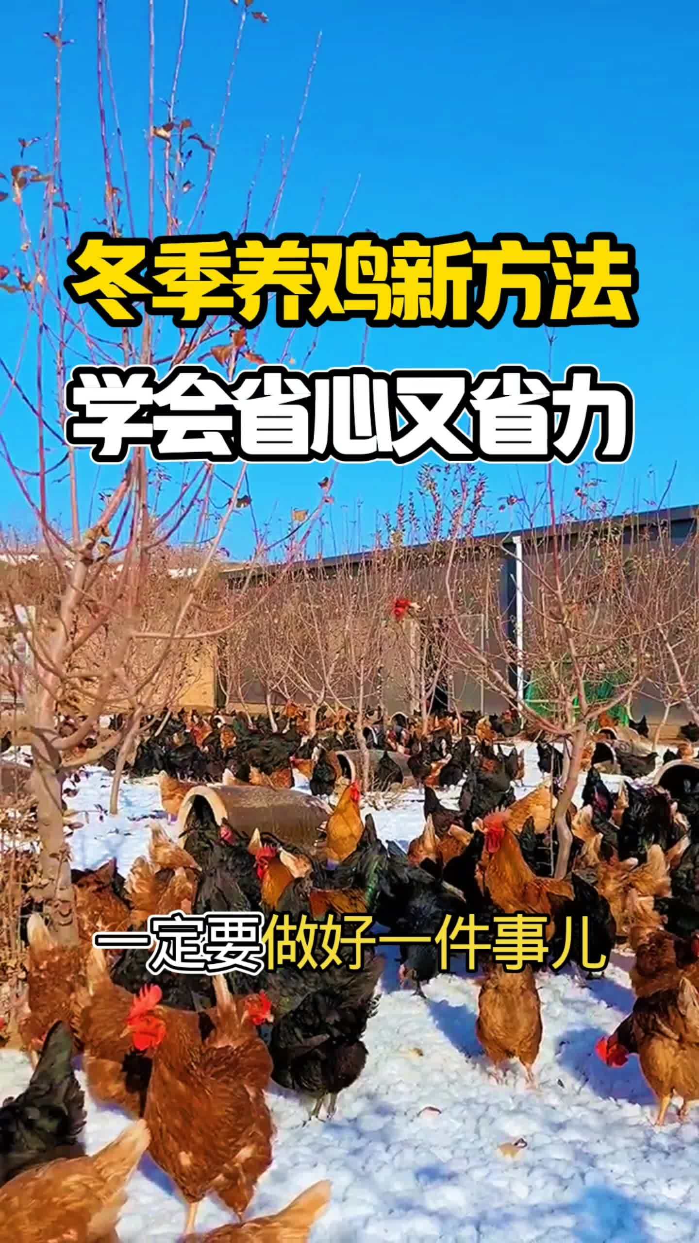 #养鸡 #鸡鸭鹅养殖 #养鸡技术 #鸡病防治 #养鸡人