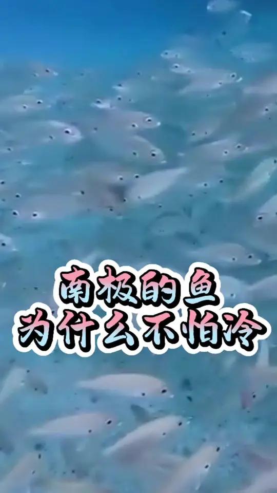 南极的鱼都是热心肠!