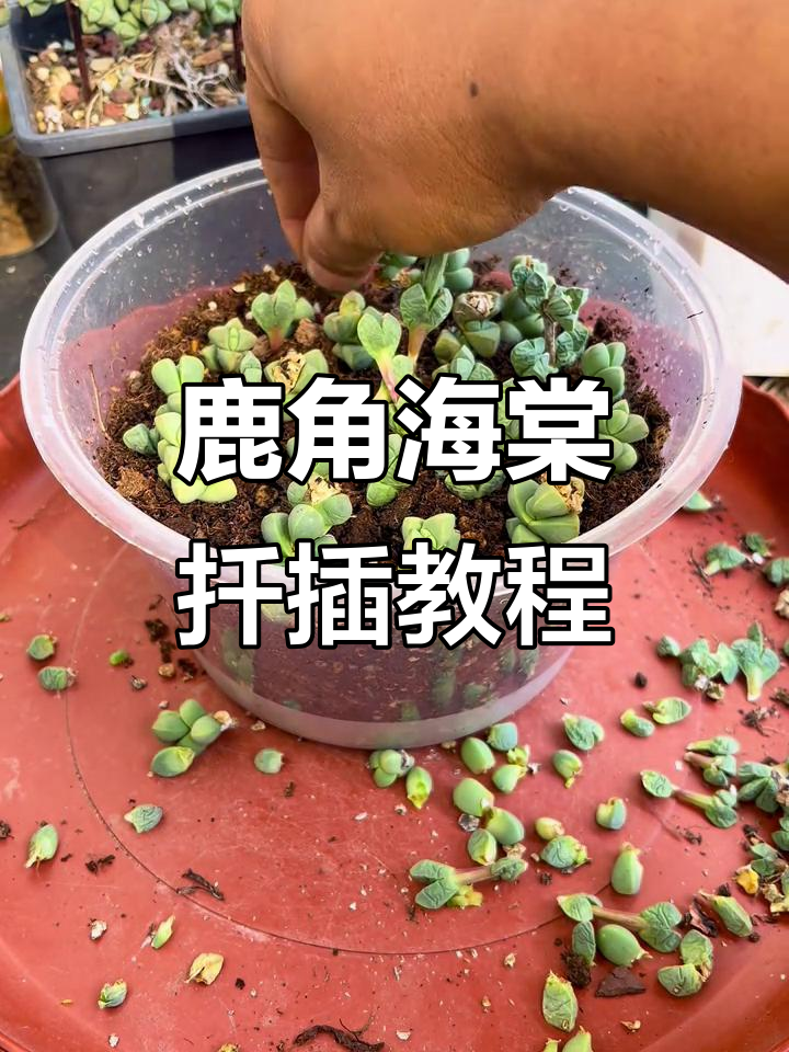 鹿角海棠扦插技巧:从准备到养护全攻略