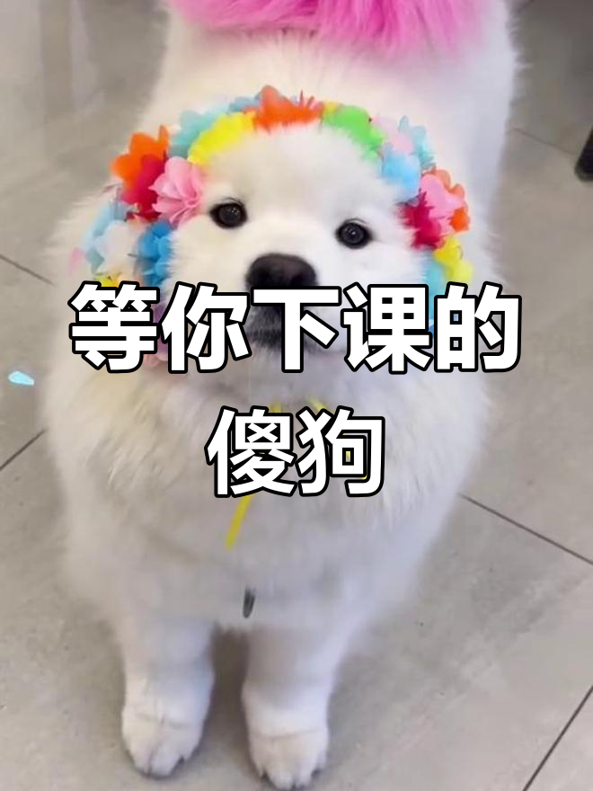健身博主被小狗“迷倒”,日常变萌宠控