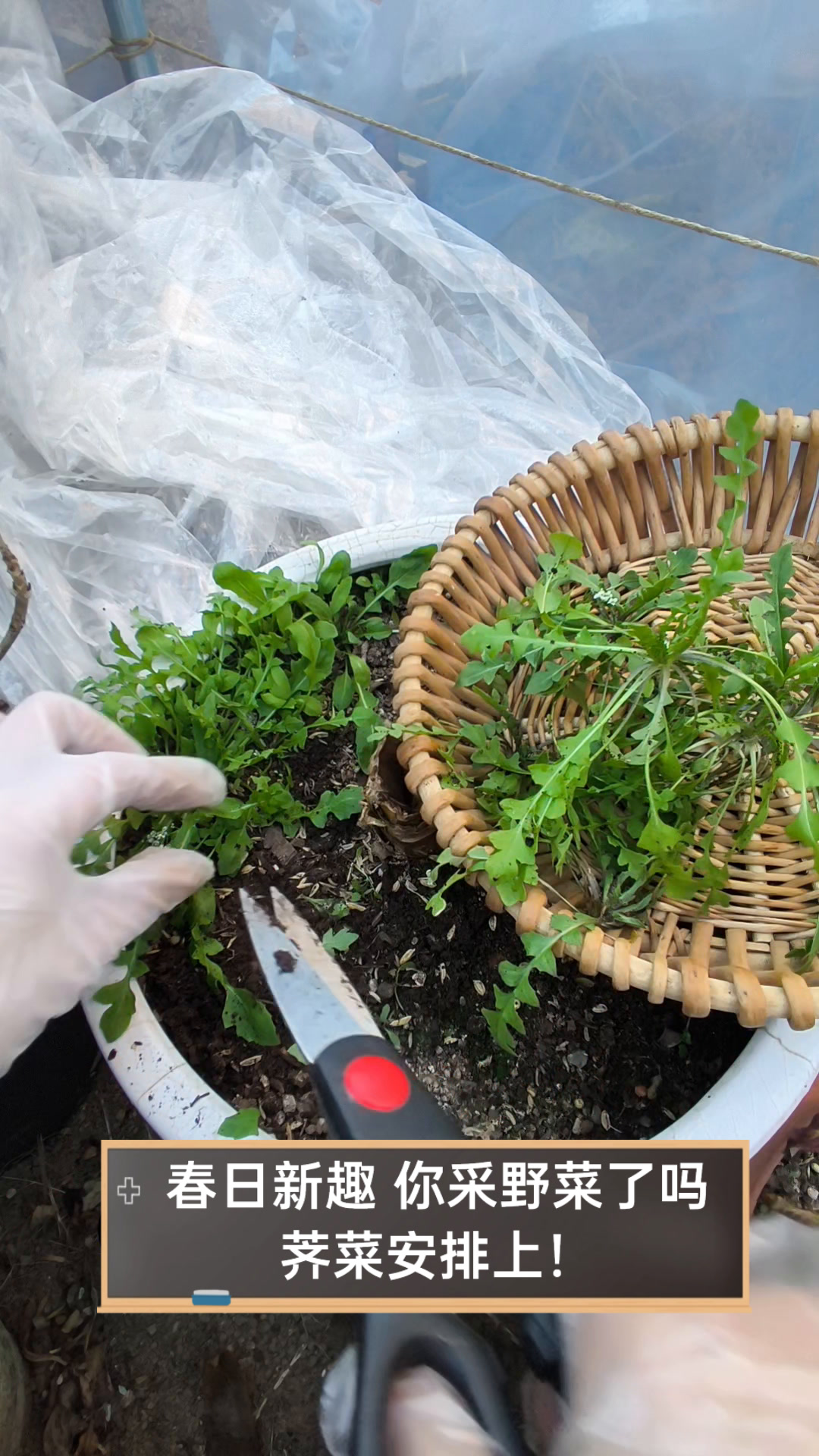 春日新趣,你采野菜了吗,荠菜安排上!