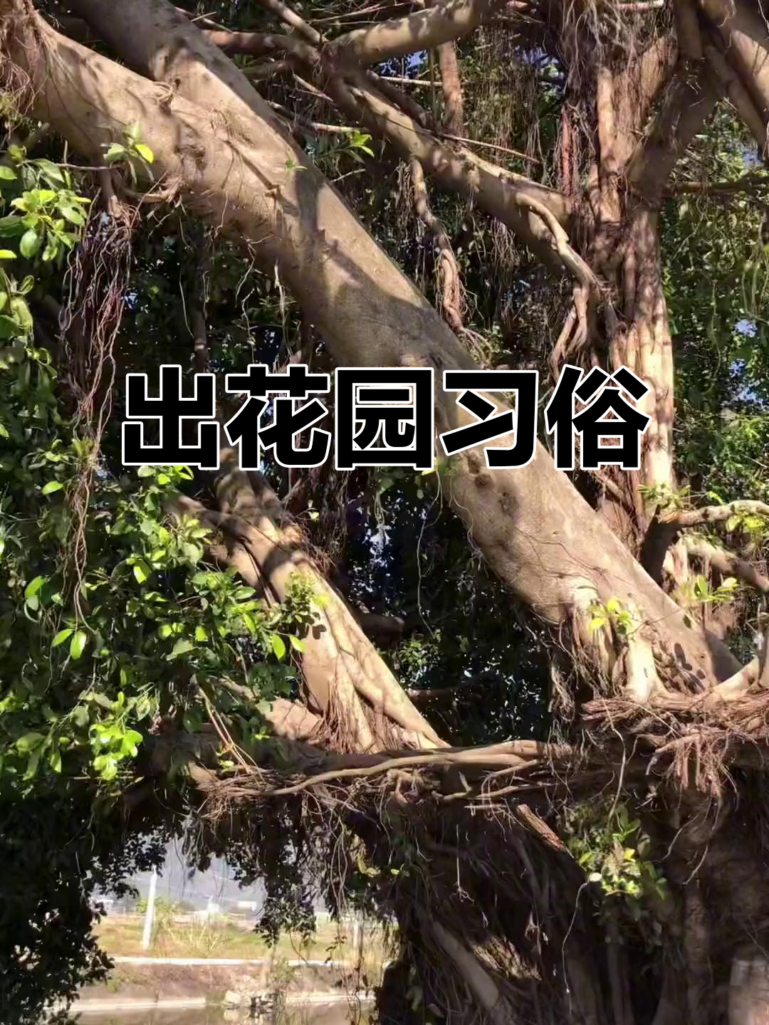 潮汕15岁出花园,你们那儿有类似传统吗?