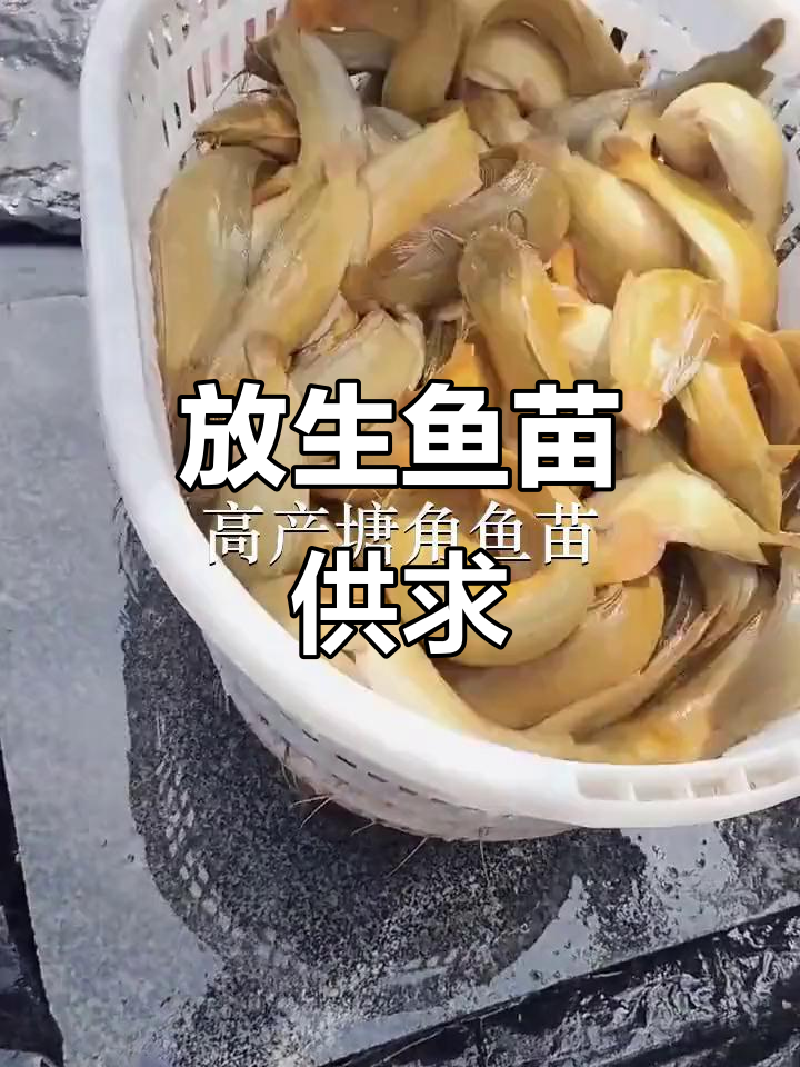 深圳、佛山鱼苗场，放生鱼类供应