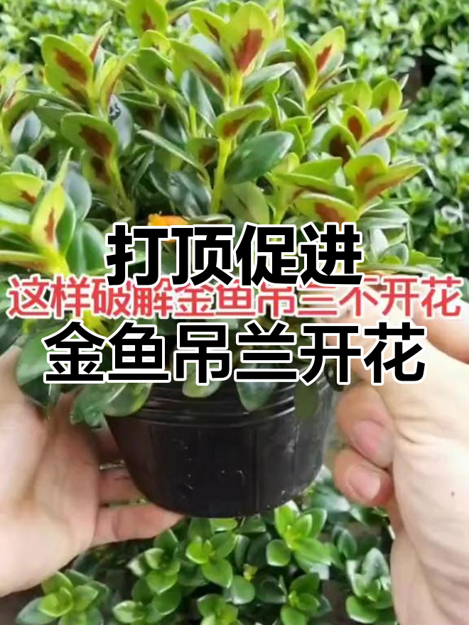 金鱼吊兰不开花?打顶修剪促开花,效果惊人