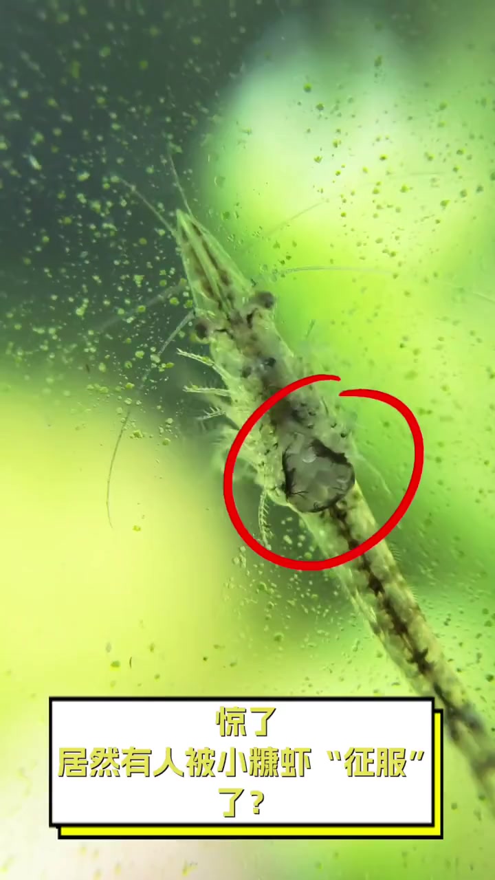 惊了,居然有人被小糠虾“征服”了?