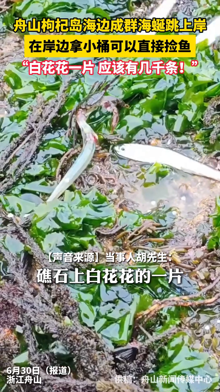 舟山海边成群海蜒跳上岸!在岸边拿小桶可以直接捡鱼