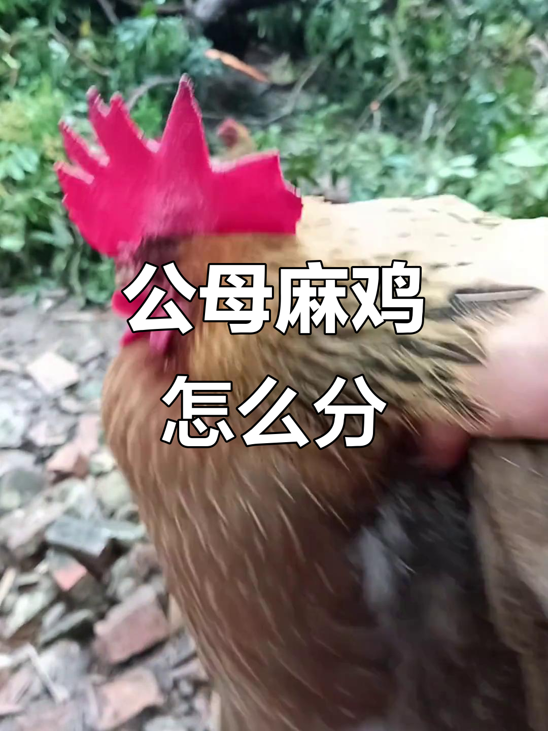 这是母麻鸡还是公麻鸡?乡村生活的真实挑战与收获