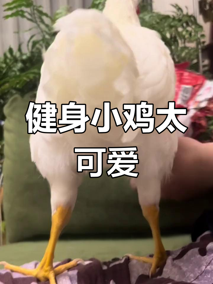 这只公鸡练得比人还强,胸肌臀部都能摸!