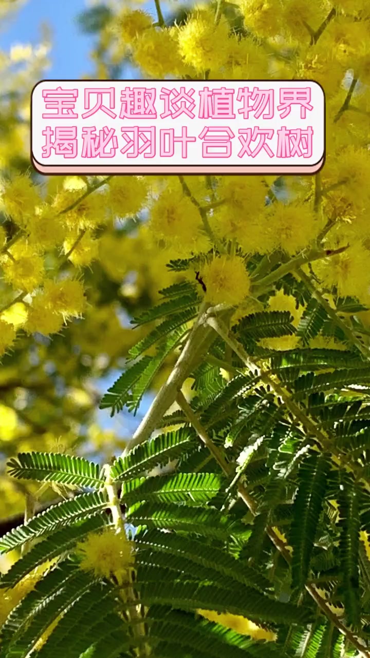 宝贝趣谈植物界,揭秘羽叶合欢树