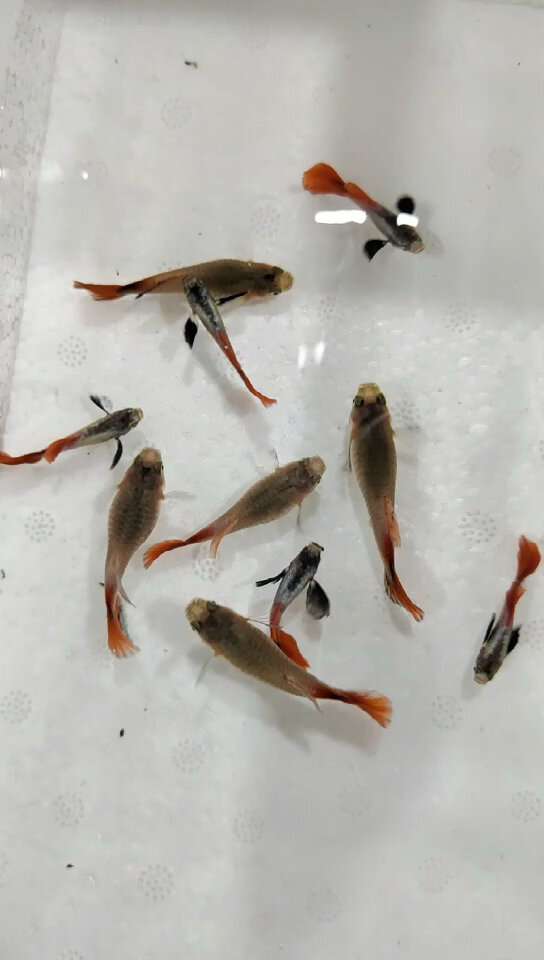 泰系白金红尾大耳孔雀鱼