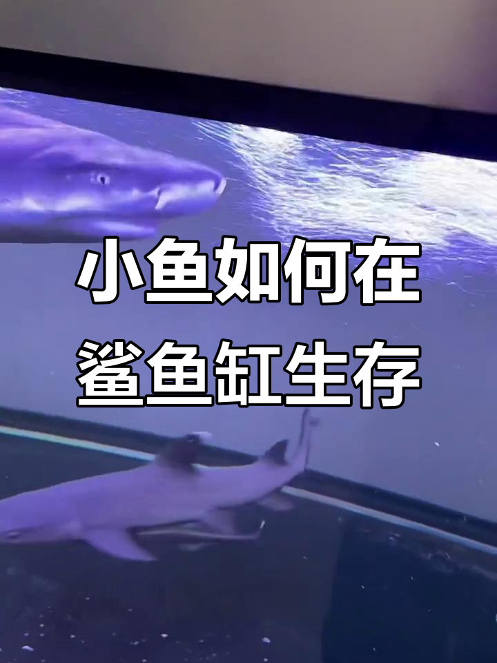 鲨鱼缸里的小生命,竟然能活两天!