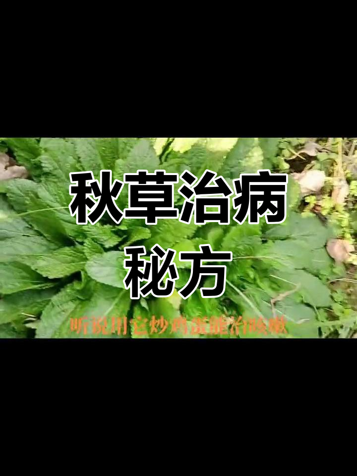 秋冬必备草药,炒鸡蛋治咳嗽