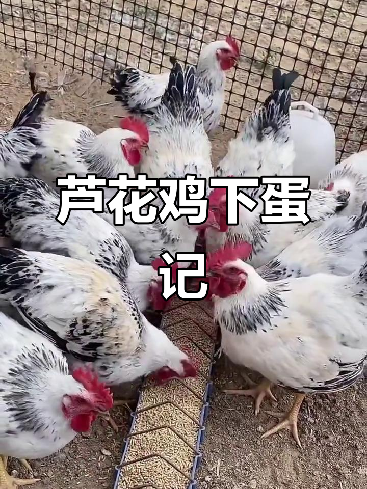 白羽芦花鸡下蛋,轻松孵化健康宝宝