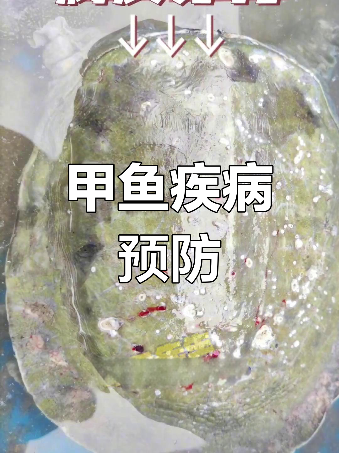 甲鱼常见病害及防治方法