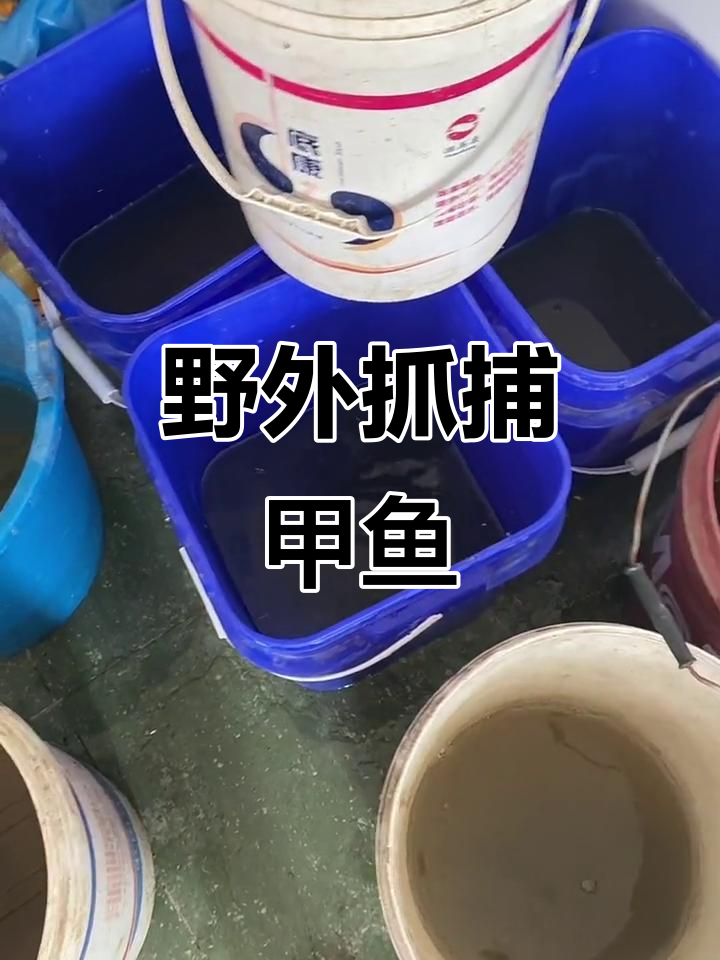 野生甲鱼真实户外捕捉,现场实拍惊险刺激