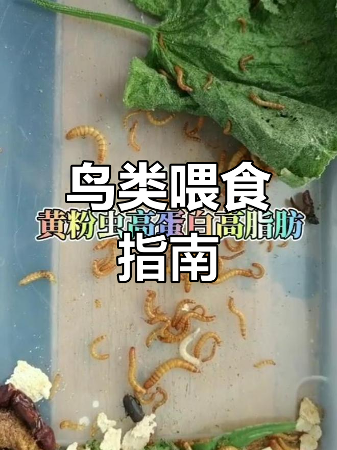 喂养八哥画眉,西红柿汁助消化,黄粉虫不宜幼鸟食用