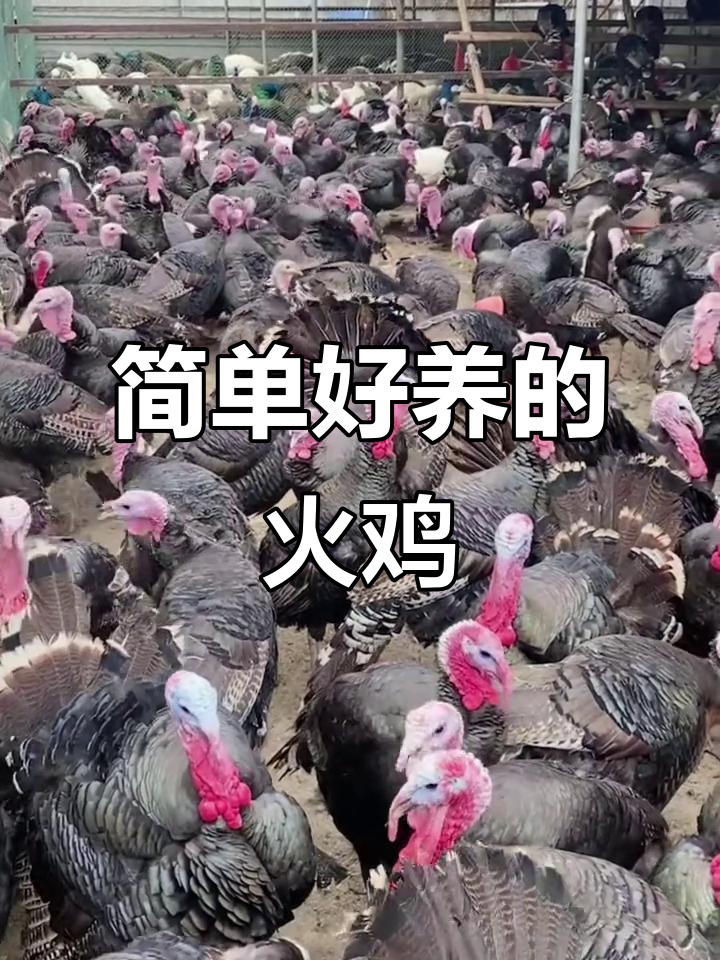 500系青铜火鸡,耐粗食易饲养,适合全国各地养殖