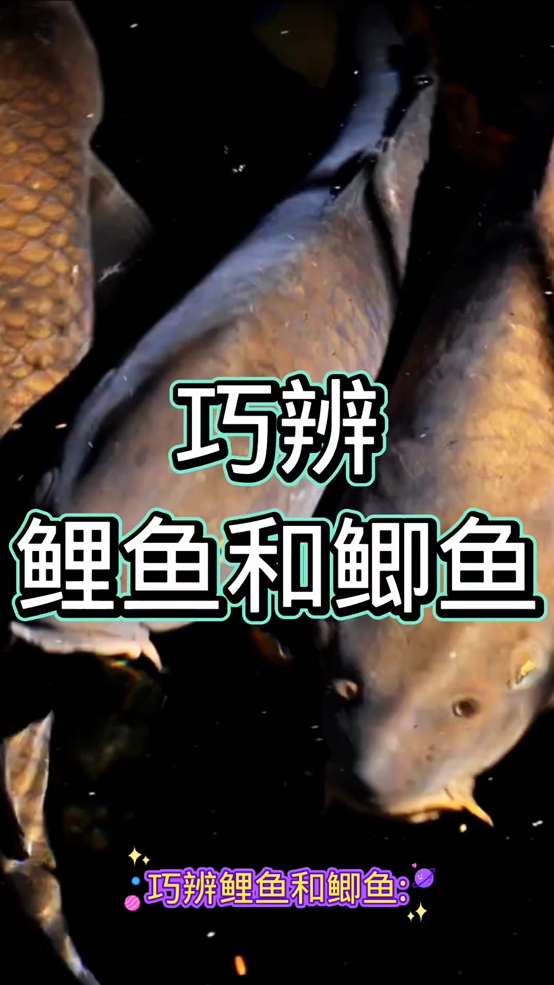 巧辨鲤鱼和鲫鱼