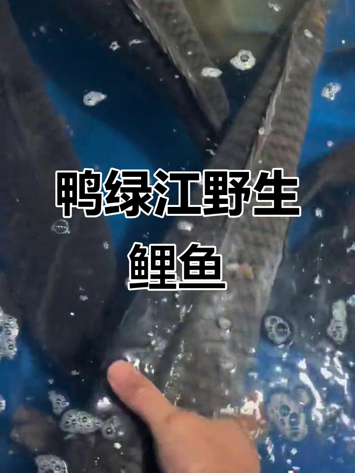 鸭绿江野生大鲤鱼,纯正野味让人惊艳