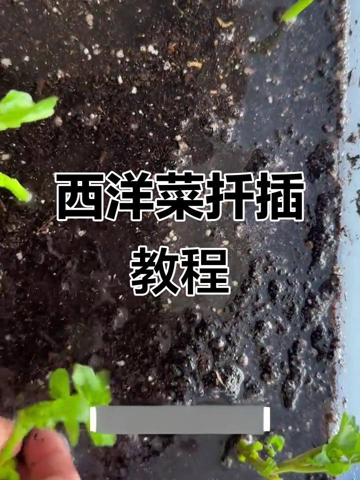 西洋菜扦插技巧，家里吃不完