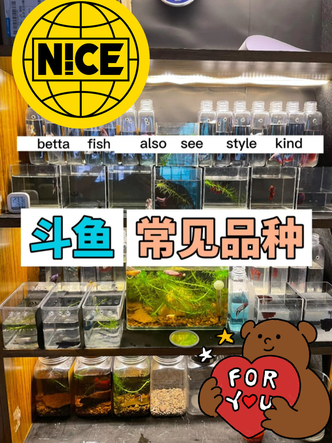 斗鱼品种简介