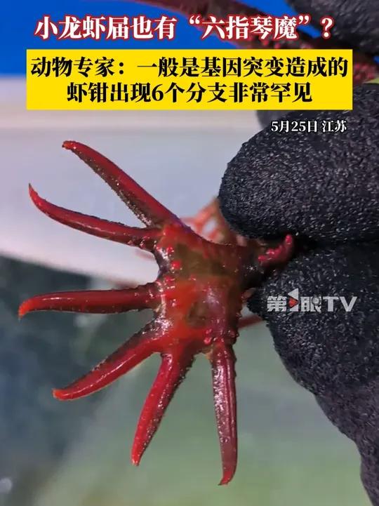 小龙虾届也有“六指琴魔”?动物专家:一般是由于基因突变造成的,虾钳出现6个分支的现象非常罕
