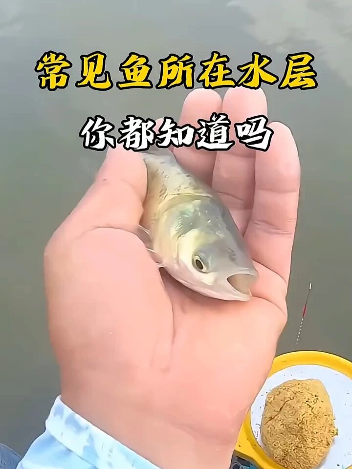 常见鱼类所在水层你都知道吗?