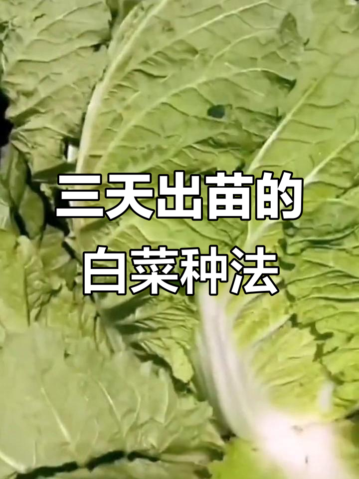 白菜种植小技巧：不烂根、不出芽，三天出苗秘诀大公开