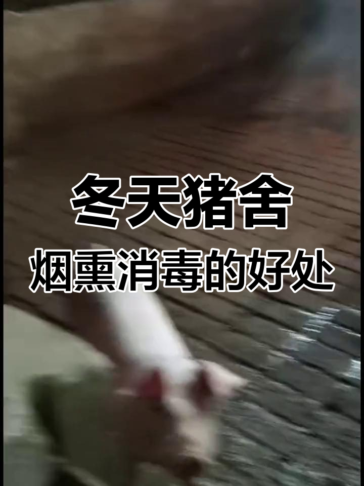 冬季猪场烟熏消毒的六大好处,轻松解决潮湿和病菌问题
