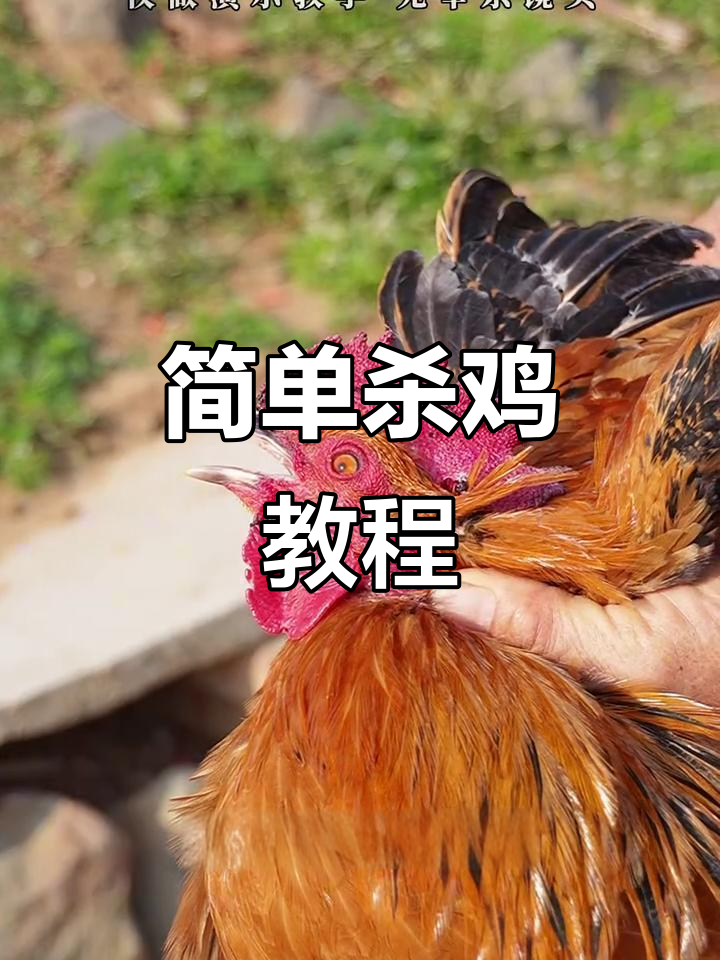 完整步骤教你杀鸡,轻松处理内脏和拔毛