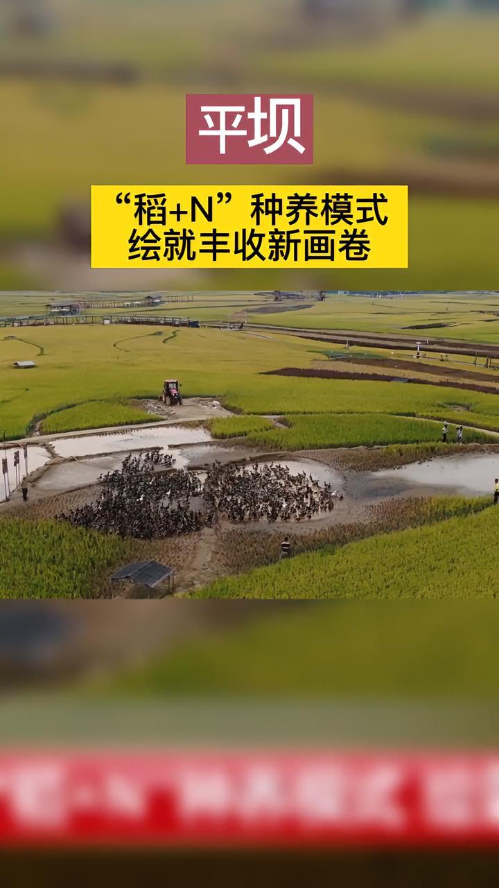 平坝:“稻+N”种养模式 绘就丰收新画卷 平坝 稻田 稻鱼 稻鸭