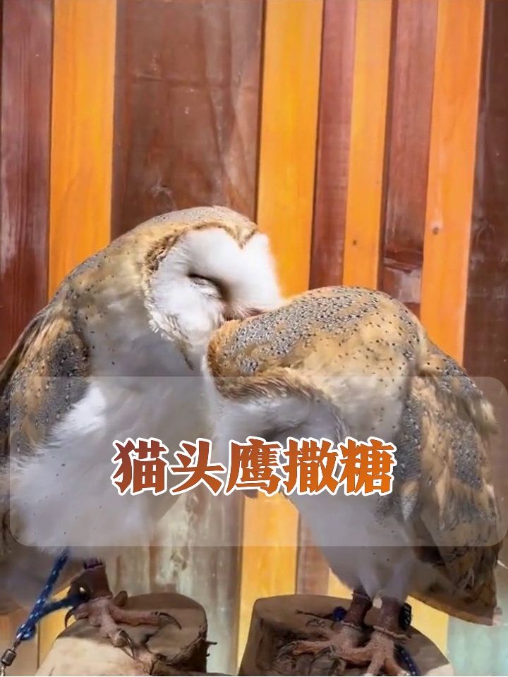猫头鹰情侣疯狂撒糖,头蹭头甜度超标,单身狗看呆了