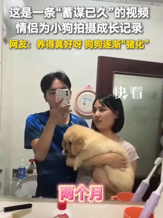 这是一条“蓄谋已久”的视频,情侣为小狗拍摄成长记录,网友:养得真好呀,狗狗逐渐“猪化”……