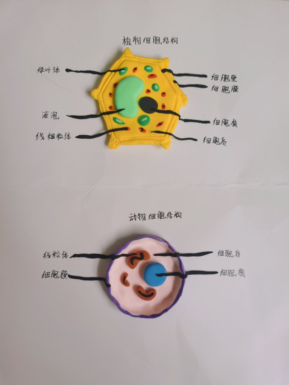 植物细胞动物细胞 橡皮泥手工
